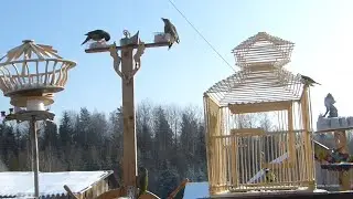 Птички в клетке. Кормушка.