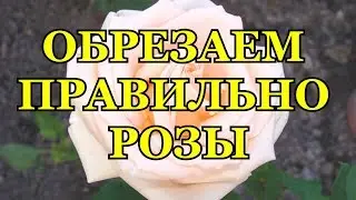 ОБРЕЗАЕМ РОЗЫ РАЗНЫХ ГРУПП ПРАВИЛЬНО