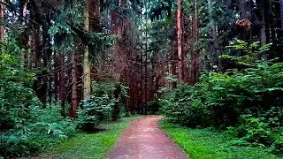 Футаж Дорога в Лесу. Лето, Красивый Летний Лес, Лесная Дорога. Видеофутажи. Футажи для Видеомонтажа