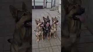 Умная Собака. Вдумчивость - качество, которым она должна обладать. Smart Dogs.  