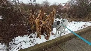 Алабай кушает банан 🍌на улице! Погибли растения в Сочи... ❄Настоящая ⛄Зима!