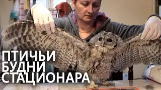 Птичьи будни стационара 
