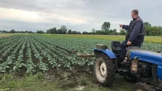 Обробляємо міжряддя капусти трактором