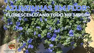 Azulzinha em Vasos ou Forração: Flores o Ano Todo no Jardim