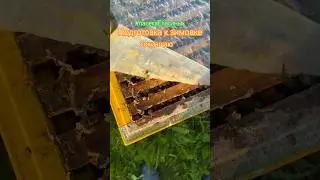 Готовлю пчел к зиме 