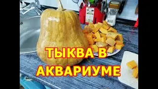 Тыква в аквариуме корм для сомиков своими руками