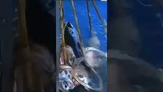 Гигантский кальмар против рыбаков! 