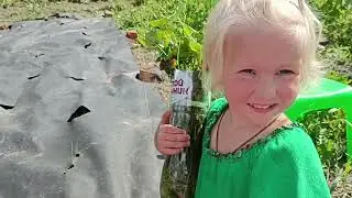 Сажаем батат из магнита. Черенки из лианы батата