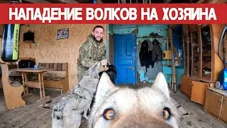 Отбиваюсь от волков !!! Жестокие игры волков с хозяином. Утро в питомнике Dragon Life