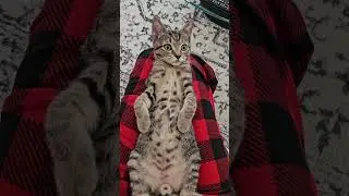 Tigger's Spotted Tummy