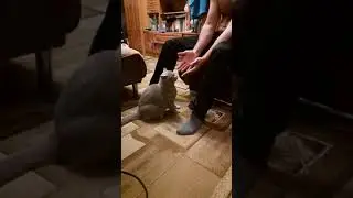 сидеть смирно