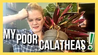 My Calathea's are ROUGH!!  ||  Soiled Plant