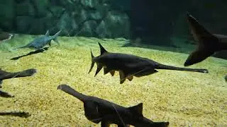 OdySea Aquarium in Scottsdale Arizona 05/03/23. Full Tour please like 👍 and subscribe