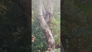 Es ist ein Eichhörnchen...!