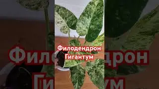 Филодендрон Гигантум #shorts