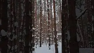 Зимний лес 