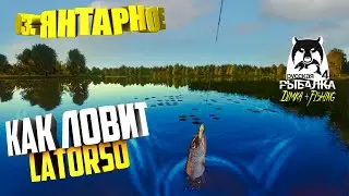Русская рыбалка 4.🎣 ЩУКА 🦈оз. ЯНТАРНОЕ  - КАК  ЛОВИТ LATORSO...👀