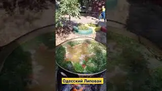 Главная специя!!! УХА от Липована #Shorts #fish #lipovan