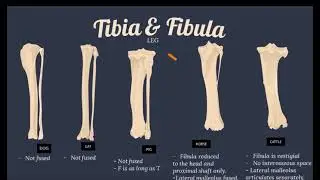Appendicular | Comparative Vet Anatomy | Skeletal Sys ( pelvic girdle, femur, tibia,fibula, tarsals)