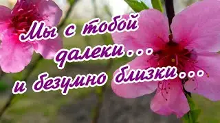Я всегда жду тебя... любимый...