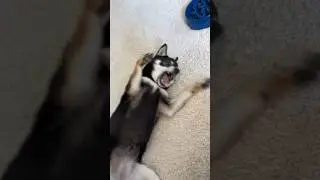 Cute Shiba Inu loves acting silly #silly