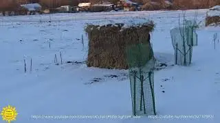 Как защитить деревья от зайцев. Выслеживаю ушастого вредителя.