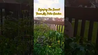 Sunset Over My Garden #subset #Garden #nature #patiogarden #smallspacegarden #growyourownfood
