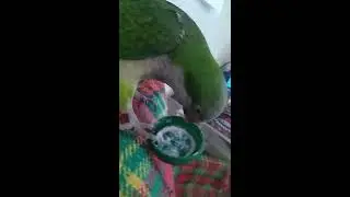 Киця кушает йогурт