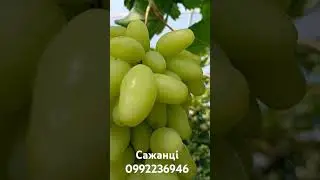 виноград Бананас