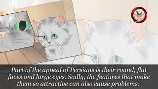 how to care of Persian cats | Things about Persian cats