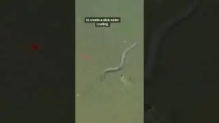 Happy Hagfish Day!