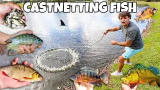 Netting HUNDREDS of EXOTIC FISH in POND!! (challenge)