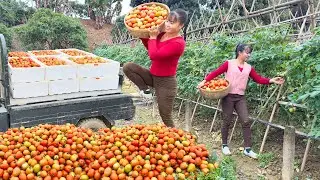 Use 3-Wheeled Vehicle Harvesting A Lots Of Tomatoes Goes To Market Sell - Farm Life