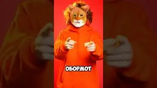 СИГМА КОТ😱