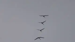 ОхОтА на УтоК и ГуСеЙ в ЯкУтИИ! Осень 2022г.