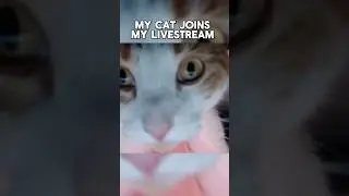 My cat joined the livestream 