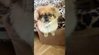 Мою Собачку Посадили В Тюрьму 