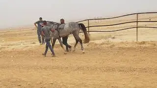 البطل الراحل اروجيت ابن الفحل شيخ البدو والام شرقية سيرين بنت الفحل تمار ريمون