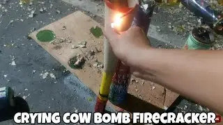 Crying Cow Bomb Firecracker | Dagupan Best Product