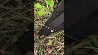 Коп металла в осеннем лесу. Попался БОНУС