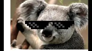 Cool Koala