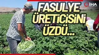 Fasulyenin Satış Fiyatının Bir Anda Düşmesi Üreticileri Üzdü