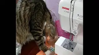 Кот в банке