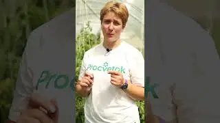 Собираю урожай перцев раньше всех! Показываю, что делать