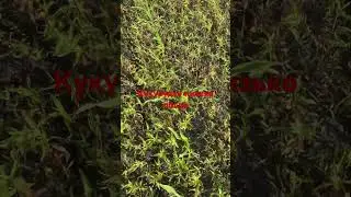 Кукурудза низькоросла 