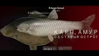 🐠Russian Fishing 4 /Русская рыбалка 4 ▶🐟 о.Старый Острог Амуры и Карп 21-67 + Троф карп бонусом)))🐟