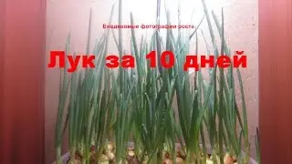 Лук за 10 дней. Выгонка на перо ВЫГОНКА ЛУКА ДОМА В ШКАФУ