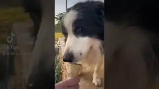 #dog