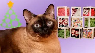 Новогодние челленджи для кота Абрикоса — Кусь-шоу — Челленджи для котиков