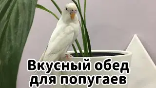 ВКУСНЫЙ ОБЕД ДЛЯ ПОПУГАЕВ